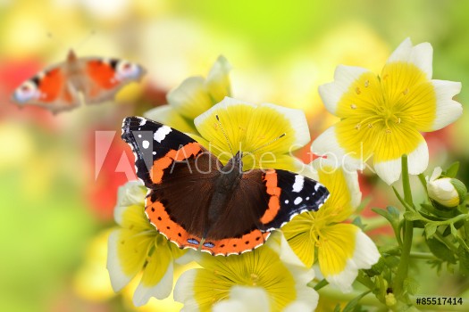 Bild på Schmetterling 141
